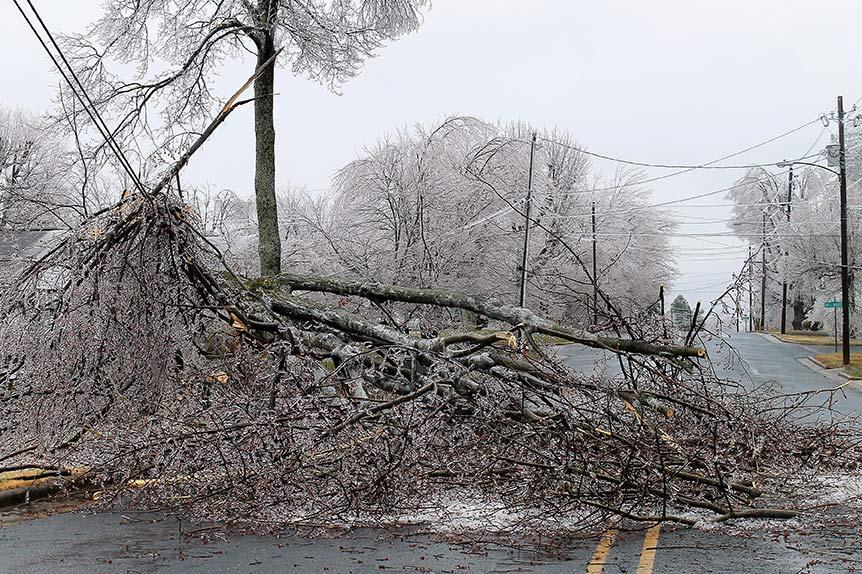 frozen tree that fell on the side of a road