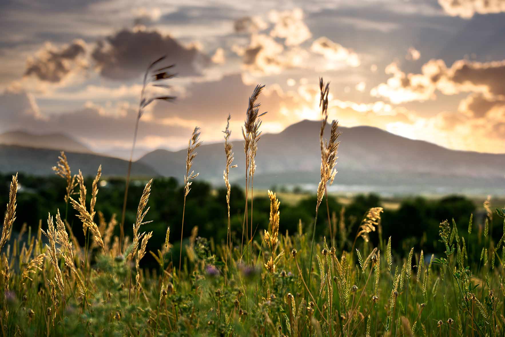 colorado mountains behind grass