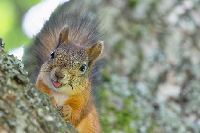 squirrel in a tree sticking his tongue out